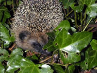 Igel im Efeu