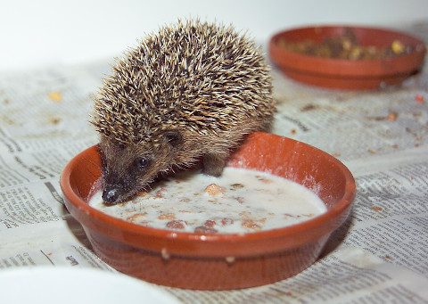 futtergemisch