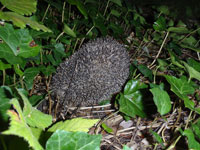 igelamneuenort klein