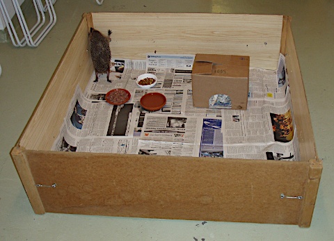 indoorgehege