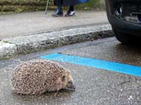 Igel überqueren fast jede Nacht zahlreiche Strassen: zum Grossbild in neuem Fenster