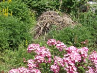 Ein Ast-Laubhaufen gehört in jeden Garten als Unterschlupf für Igel: zum Grossbild in neuem Fenster