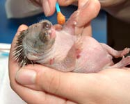 Wundpflege an Babyigel: zum Grossbild in neuem Fenster