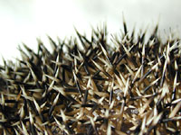 Stachelkleid: zum Grossbild in neuem Fenster